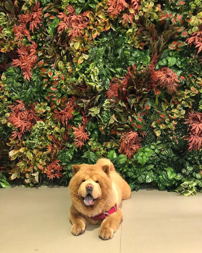 Adorable Pictures of a Chow Chow Dog Who looks Like A Bear |