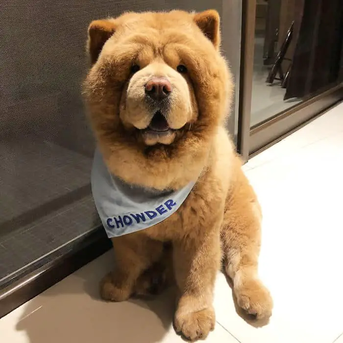 Adorable Pictures of a Chow Chow Dog Who looks Like A Bear |