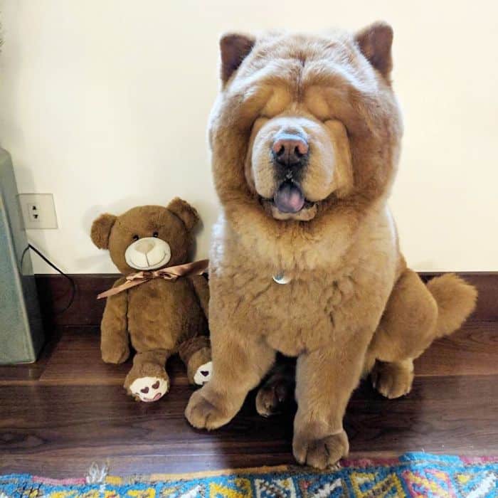 Adorable Pictures of a Chow Chow Dog Who looks Like A Bear |