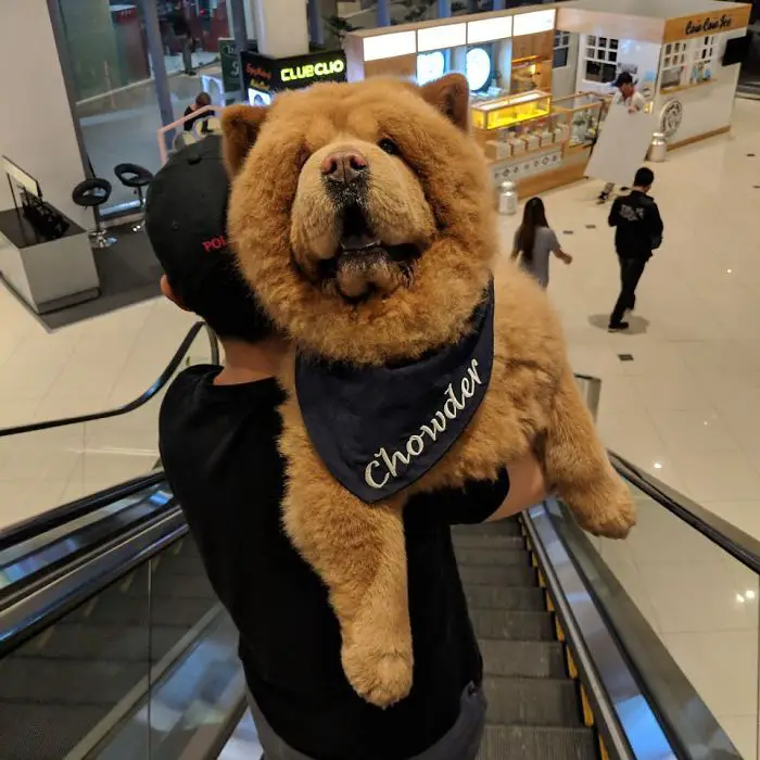 chow chow looks like bear