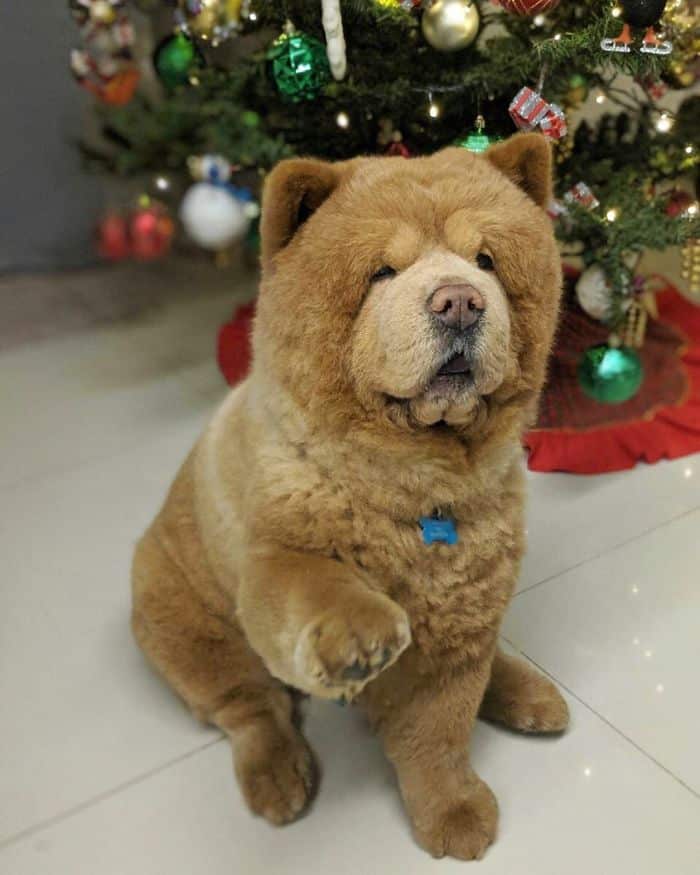 Adorable Pictures of a Chow Chow Dog Who looks Like A Bear |