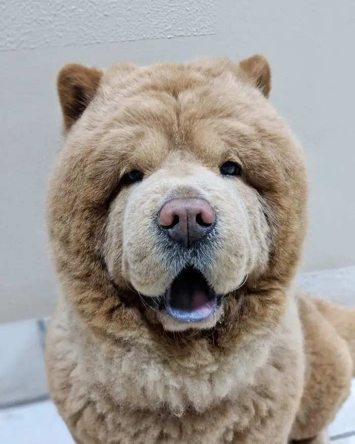 Adorable Pictures of a Chow Chow Dog Who looks Like A Bear |