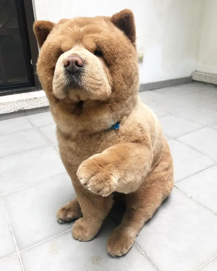 chow chow looks like bear