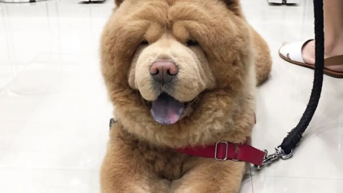 Adorable Pictures of a Chow Chow Dog Who looks Like A Bear