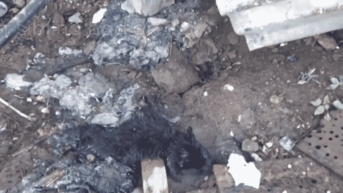 A Puppy Was Crying in Pain Because She Was Stuck in Rock-Solid Tar and Couldn't Move |