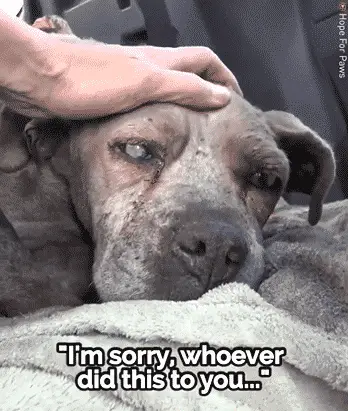 Blind Senior and Dehydrated Dog is Left All Alone Tied in A Junkyard |
