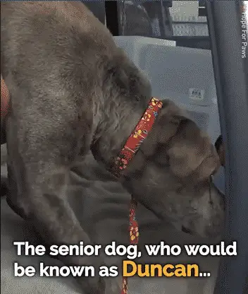 Blind Senior and Dehydrated Dog