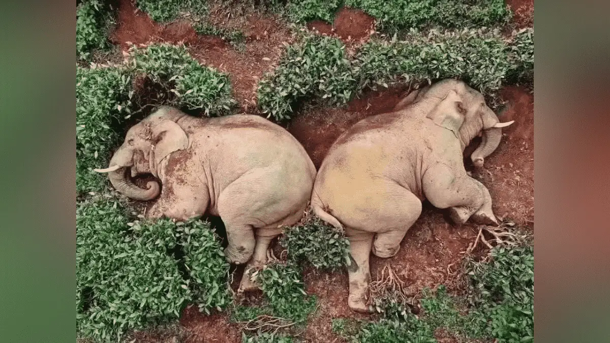 Incredible Photos of Elephants Drinking So Much Wine and Falling Asleep