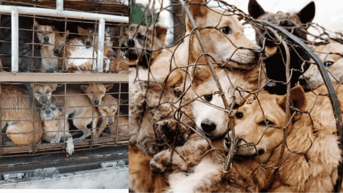 Mizoram Takes Its First Step Towards Ending Dog Meat Trade Glamorous Dogs