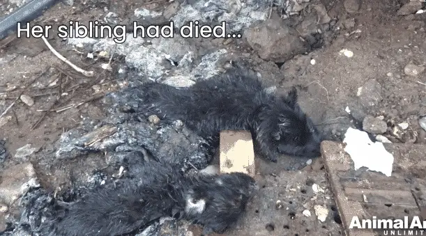 A Puppy Was Crying in Pain Because She Was Stuck in Rock-Solid Tar and Couldn't Move A Puppy Was Crying in Pain Because She Was Stuck in Rock-Solid Tar and Couldn't Move |