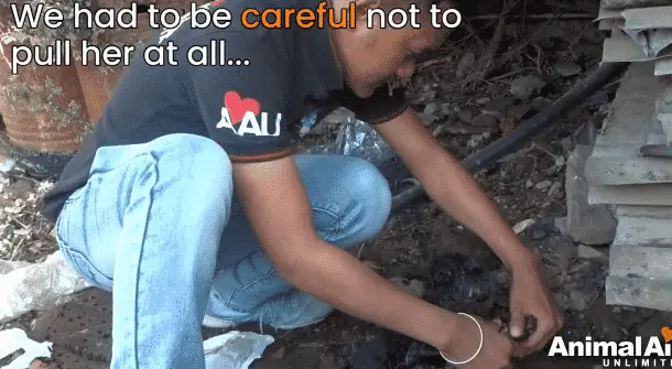 A Puppy Was Crying in Pain Because She Was Stuck in Rock-Solid Tar and Couldn't Move A Puppy Was Crying in Pain Because She Was Stuck in Rock-Solid Tar and Couldn't Move |