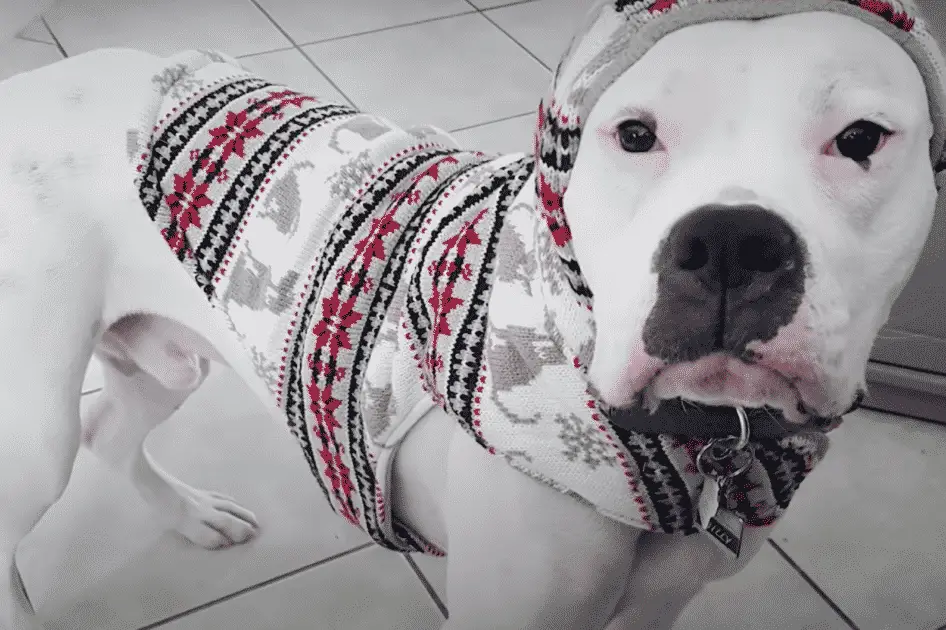A Man Thought He Saw a Bag of Bones- Turns Out He Saw A Malnourished Dog Who Was Starving and Dying! |