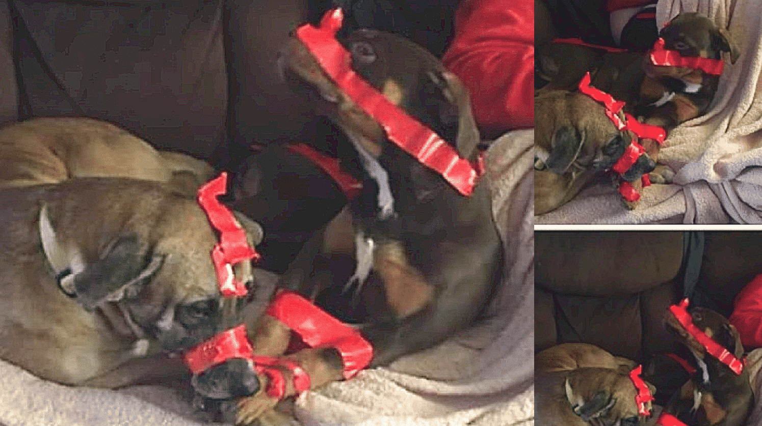 This Cruel and Soulless Man Muzzled His Dogs with Red Tape to Teach