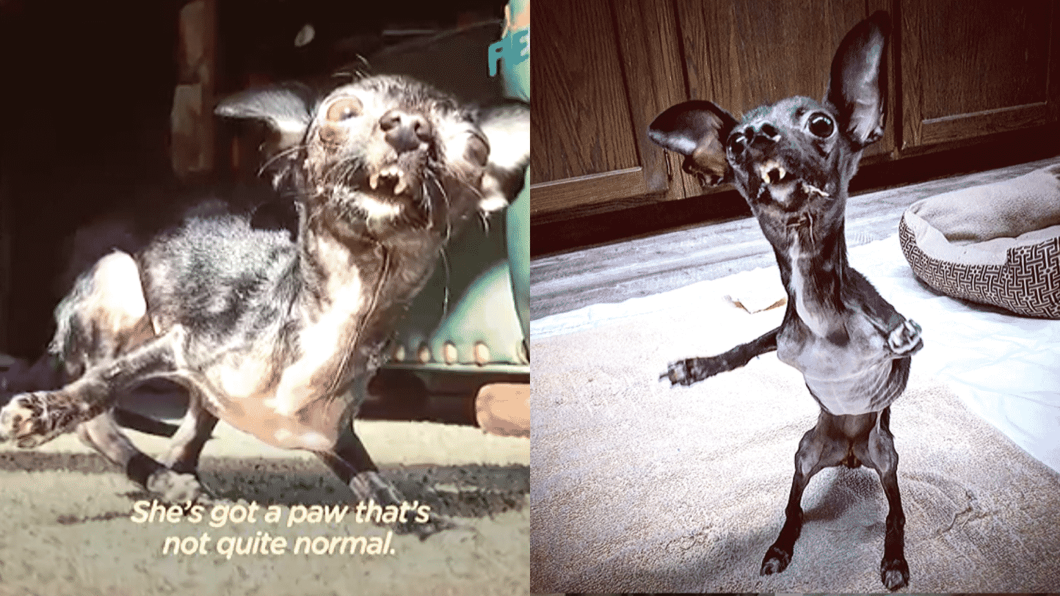 A Soulless Monster Abandons a Deformed Dog Because He Is Too Much Work