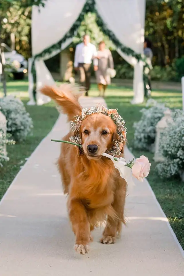 dogs in wedding