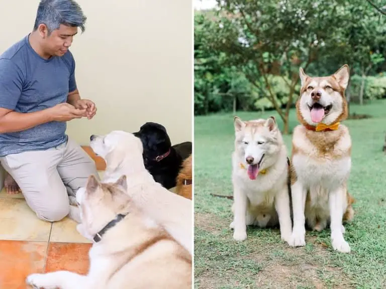 dogs in wedding of their owners