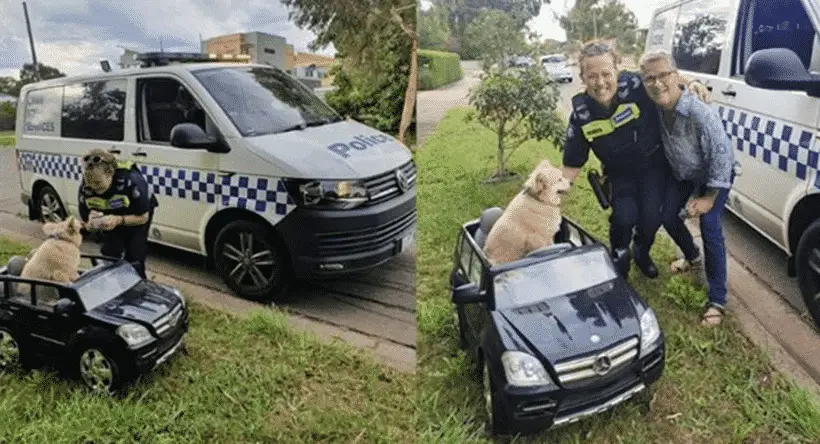 Australian Police Find Dog Driving Mini Mercedes Benz SUV on Road, Pulls Him Over |