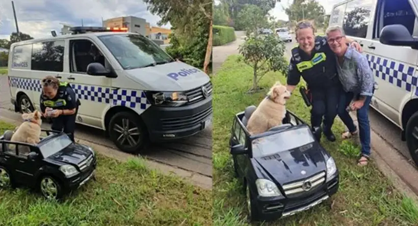 Australian Police Find Dog Driving Mini Mercedes Benz SUV on Road, Pulls Him Over