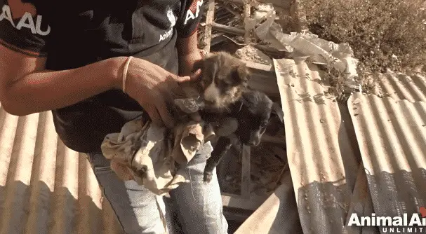 A Puppy Was Crying in Pain Because She Was Stuck in Rock-Solid Tar and Couldn't Move A Puppy Was Crying in Pain Because She Was Stuck in Rock-Solid Tar and Couldn't Move |