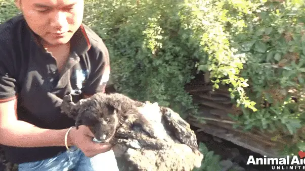 A Puppy Was Crying in Pain Because She Was Stuck in Rock-Solid Tar and Couldn't Move A Puppy Was Crying in Pain Because She Was Stuck in Rock-Solid Tar and Couldn't Move |
