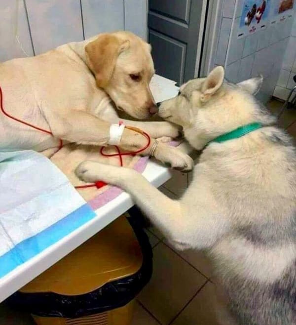 This Vet Has a Dog Assistant That Comforts Sick, Scared Pets |