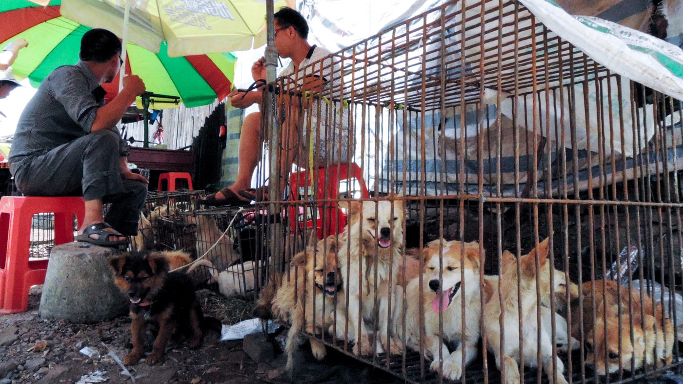 China is Changing Its Laws So No One Eats Dogs Anywhere in The Country