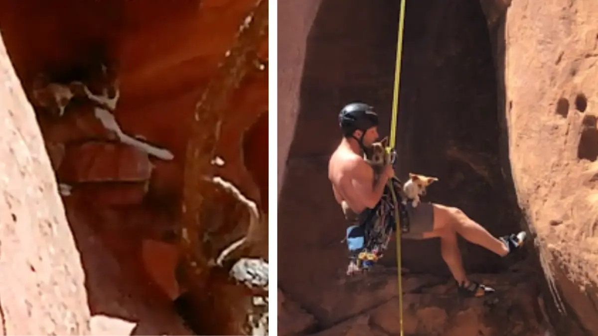 Man Rescues Abandoned Dogs Stuck in the Canyon