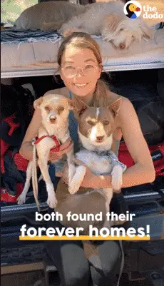 Man Rescues Abandoned Dogs Stuck in the Canyon |