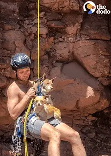 Man Rescues Abandoned Dogs Stuck in the Canyon |