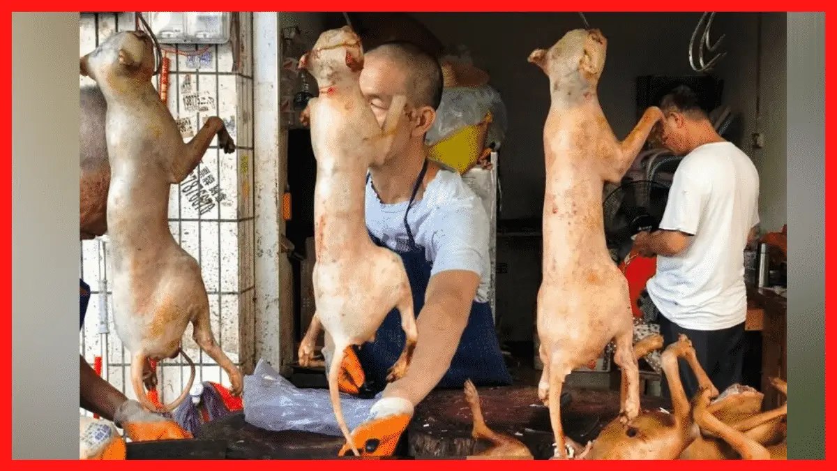 Chinese Restaurant Manager Admits He Skins Puppies Alive Before Cooking