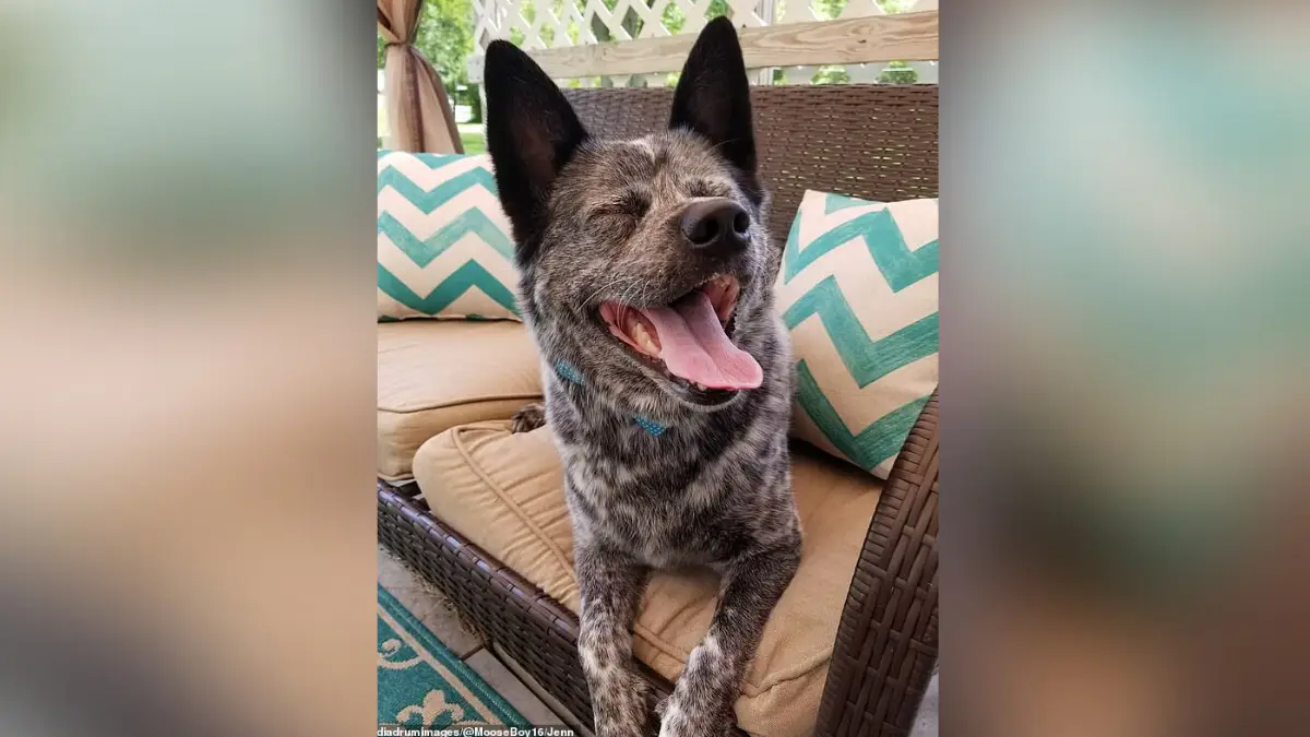 Miracle Dog is Born With Medical Conditions But is The Happiest Dog Ever!