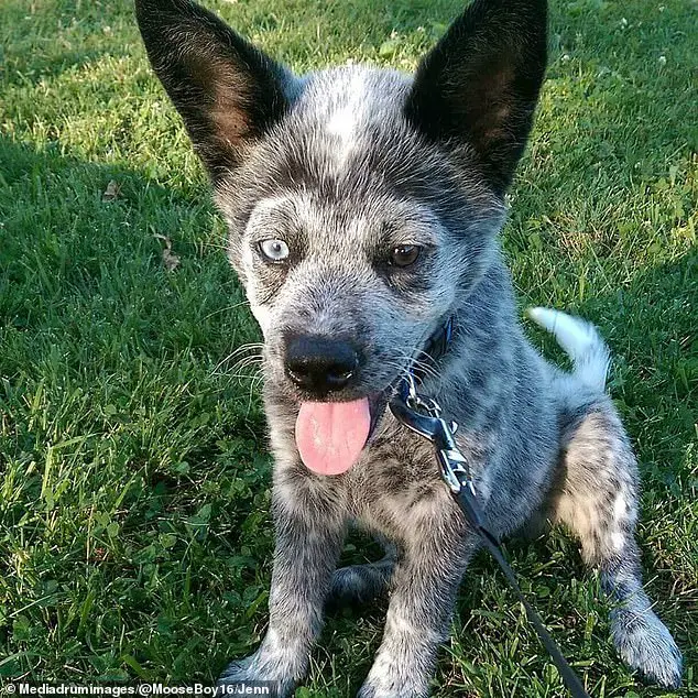 Miracle Dog is Born With Medical Conditions But is The Happiest Dog Ever! |