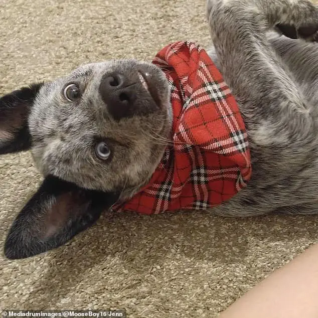 Miracle Dog is Born With Medical Conditions But is The Happiest Dog Ever! |