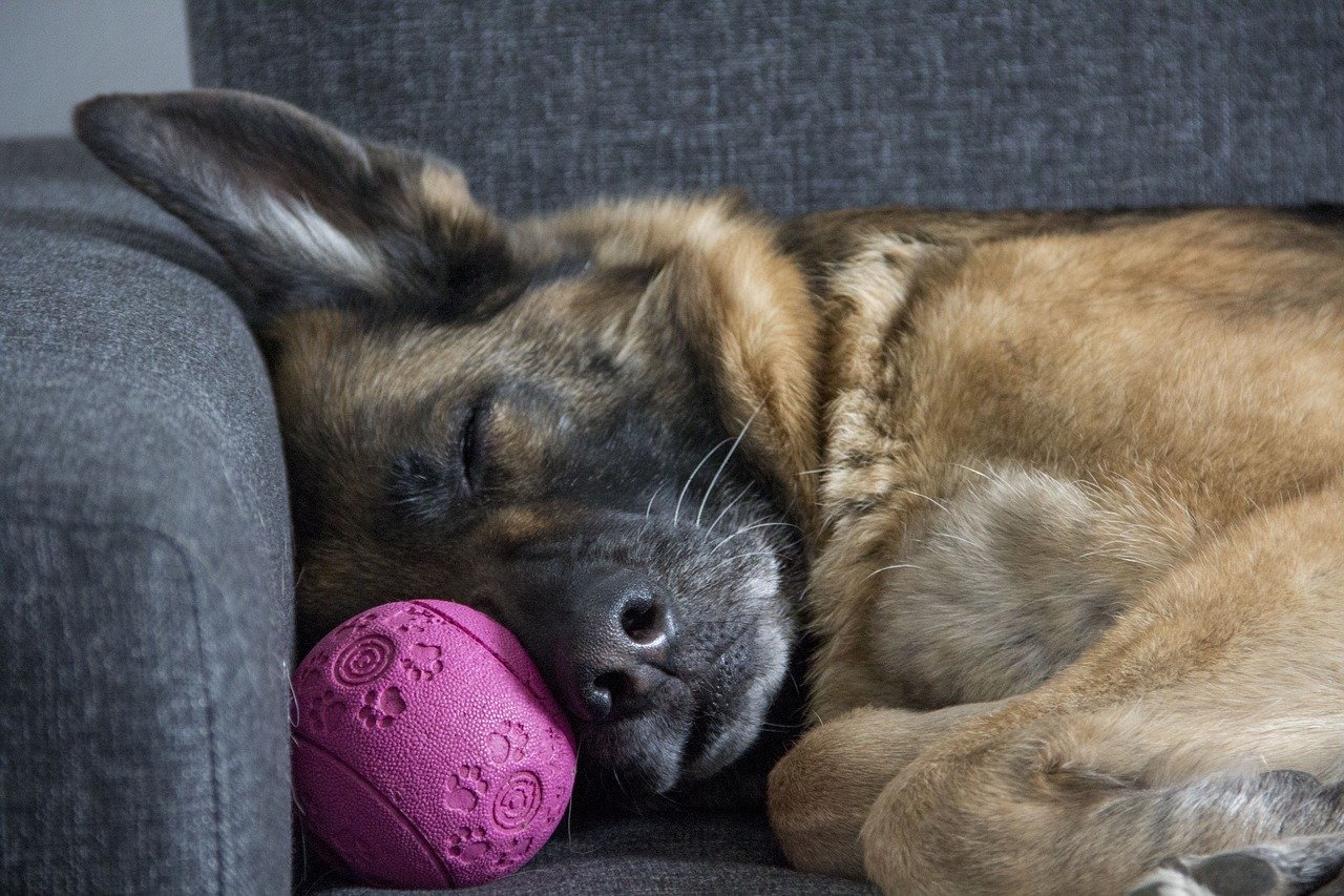 Don't Make These Silly Dog-Owner Mistakes if You Really Love Your Dog |